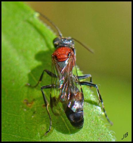 Réf. 190 925 : Oryttus concinnus